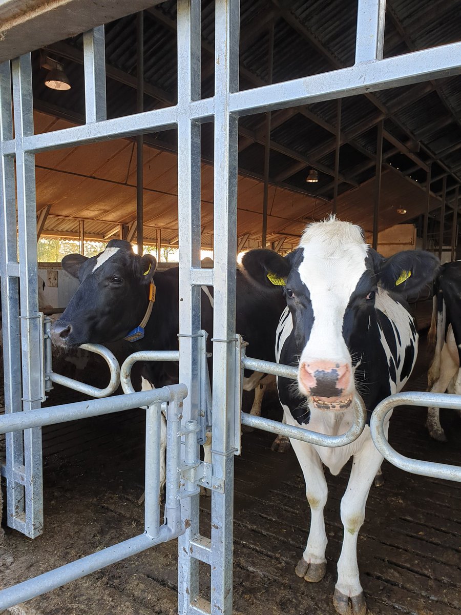 HeleenLansink's tweet image. 2 weken geleden weidepoort in gebruik genomen. 

Zo kunnen de koeien zelf naar buiten en weer naar binnen. Maar de les is nog niet helemaal duidelijk. 7 dames hebben het begrepen.

#weidegang #robotmelken #arbeidsbesparing