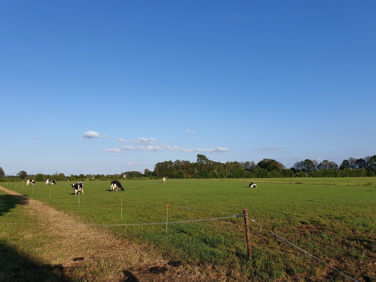 HeleenLansink's tweet image. 2 weken geleden weidepoort in gebruik genomen. 

Zo kunnen de koeien zelf naar buiten en weer naar binnen. Maar de les is nog niet helemaal duidelijk. 7 dames hebben het begrepen.

#weidegang #robotmelken #arbeidsbesparing