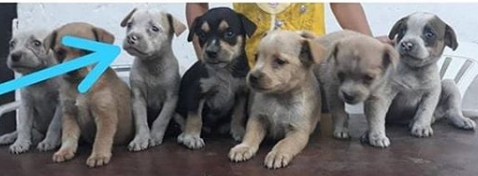 PerroUsuario's tweet photo. RT @elhogardelosangeles  Hola, buenas tardes pueden ayudar a difundir a estos cachorritos q están en un galpón aquí en ccs para ver si alguien quiere adoptar, me da cosa que los vayan a botar Tlf. 04141149552 Jusnel  @PerroUsuario https://t.co/CjJculVeKP https://t.co/IBXo3BQDtM
