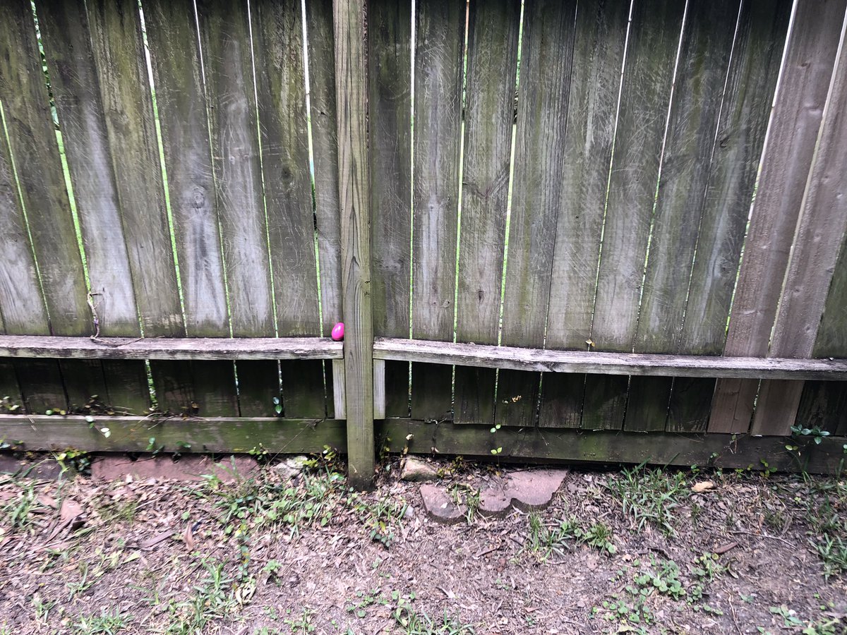 djl2258's tweet photo. Hunting eggs filled with candy can be held anytime in the spring at the Landon households. Memorial weekend egg hunt anyone? #SpringEggHunt #LandonFamilyValues #JoysOfGrandparents https://t.co/hETuO5f4dm