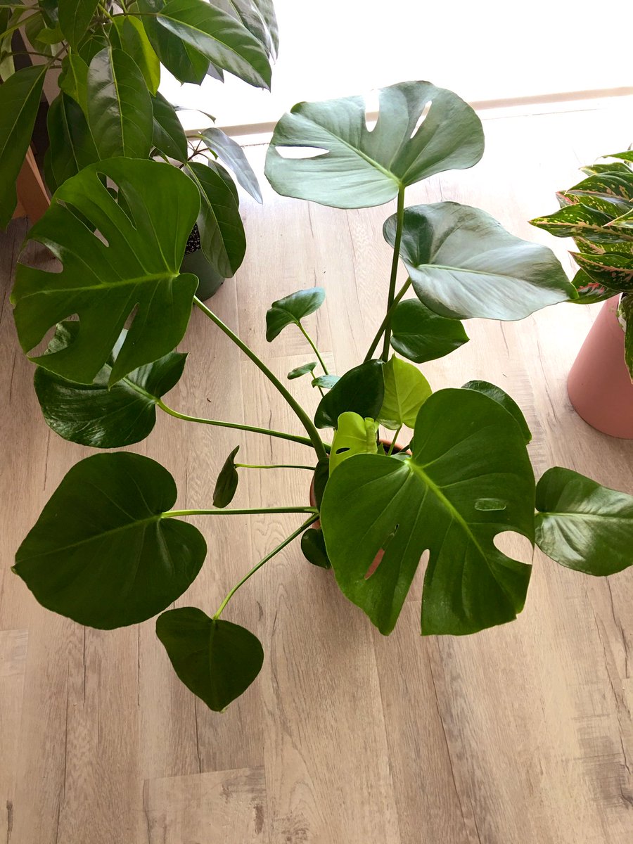 C A M My Monstera Neon Pothos Croton Hedera Gold English Ivy C A M My Monstera Neon Pothos Croton Hedera Gold English Ivy