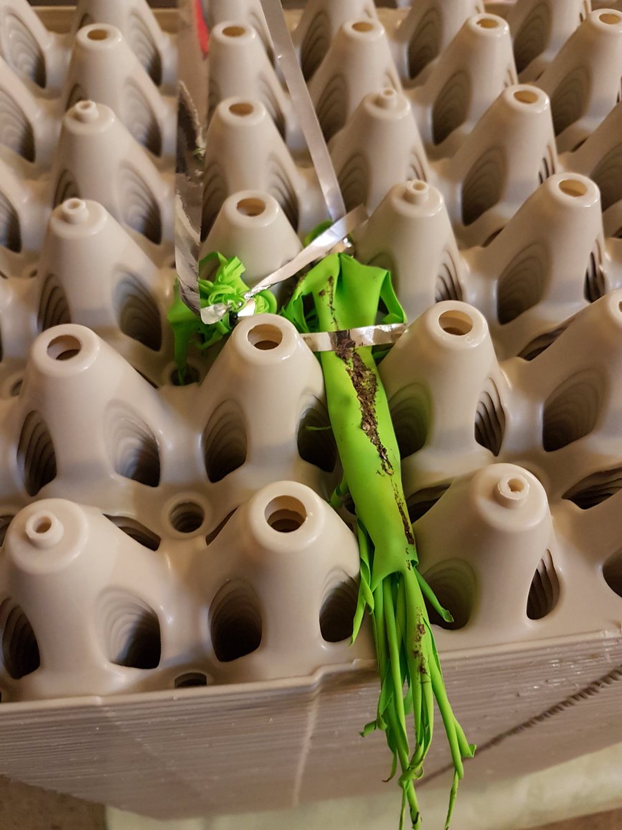 Tja, m'n kippen lusten 2 van de 3 ballonnen. Hopelijk raken de maagjes niet verstopt . Bedankt nieuwe fietsenmaker uit De Bilt voor je ballonnen.