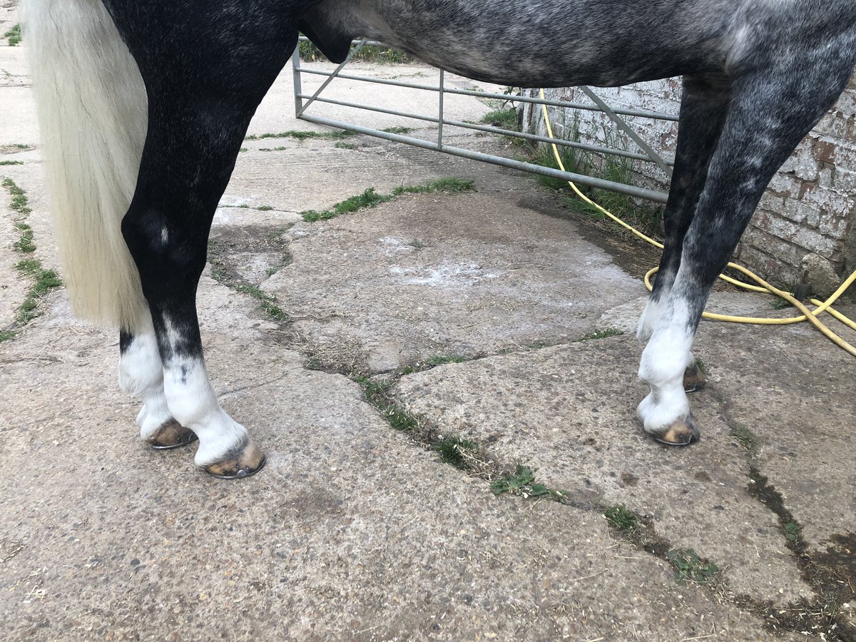 Super white socks for Ice thanks to @Smart_Grooming leg and body whitening powder! Helping us get show ready for Monday!! #smartgrooming #showprep