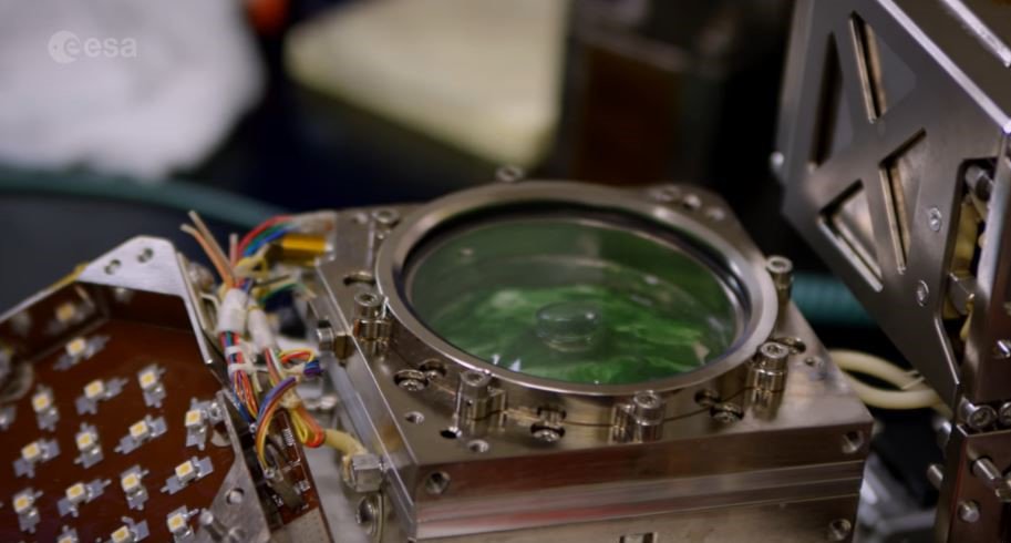 esaspaceflight's tweet image. Growing plants in space needs time 🌱  The @Space_Station allows long-duration experiments to run in microgravity. #Spirulina recycles carbon dioxide into oxygen to produce edible proteins for astronauts ♻️  #GravityRules #Melissa 
esa.int/Our_Activities…