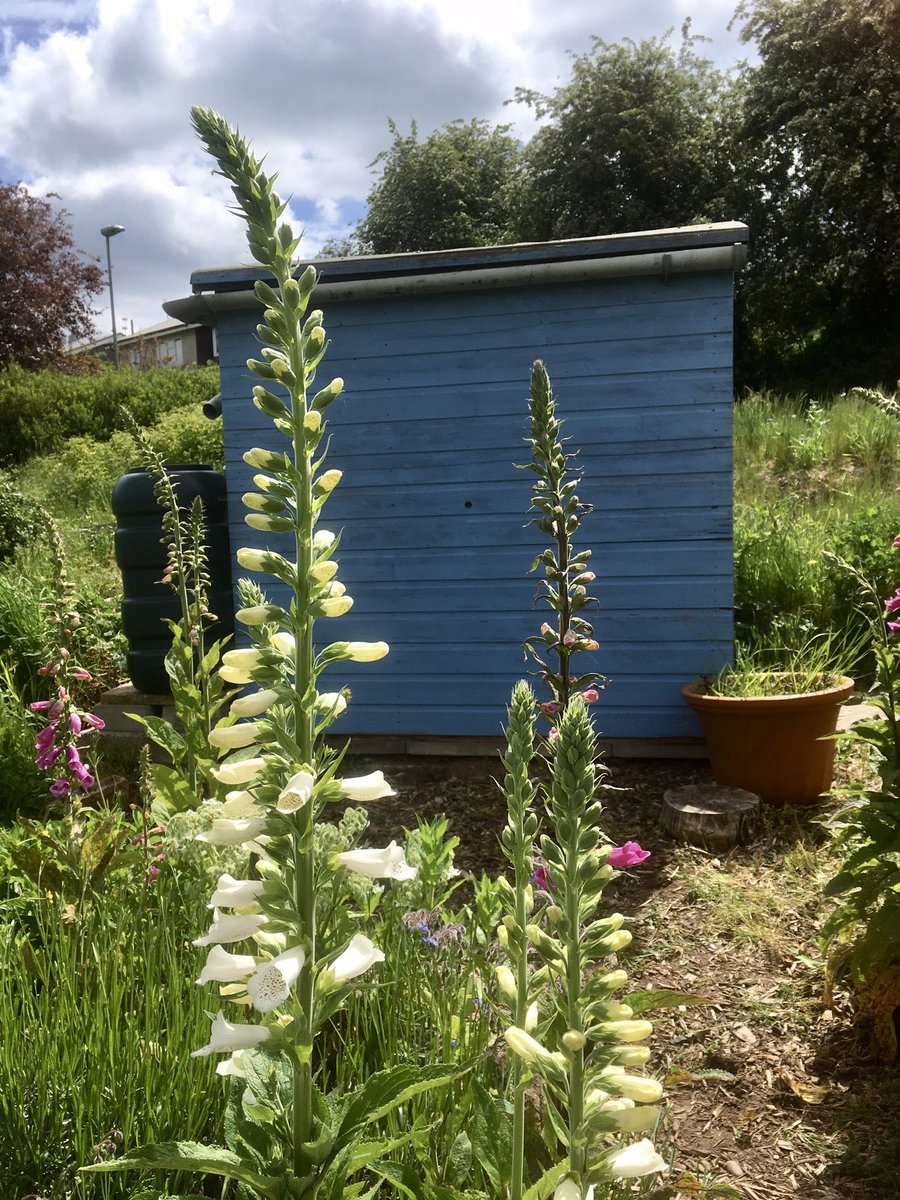 BoundaryWay's tweet photo. An abundance of blooms on the plot today @ #boundaryway #Summerisnearlyhere #foxgloves #bees #allotments https://t.co/rq46DCe5JV