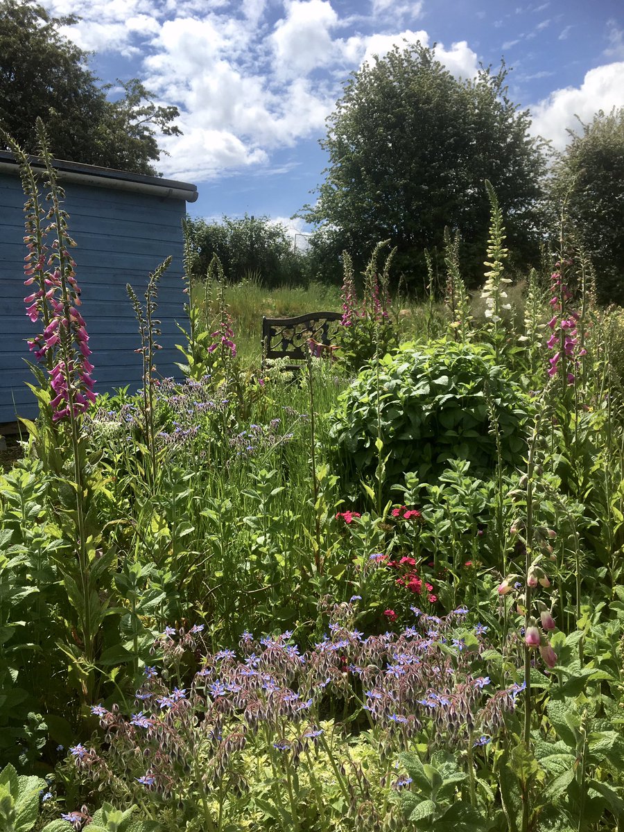 BoundaryWay's tweet photo. An abundance of blooms on the plot today @ #boundaryway #Summerisnearlyhere #foxgloves #bees #allotments https://t.co/rq46DCe5JV