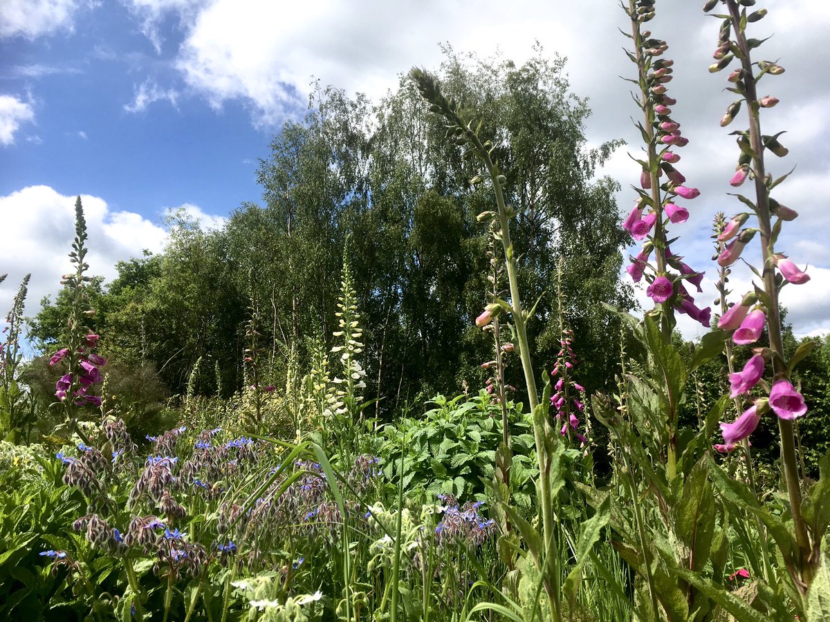 BoundaryWay's tweet photo. An abundance of blooms on the plot today @ #boundaryway #Summerisnearlyhere #foxgloves #bees #allotments https://t.co/rq46DCe5JV