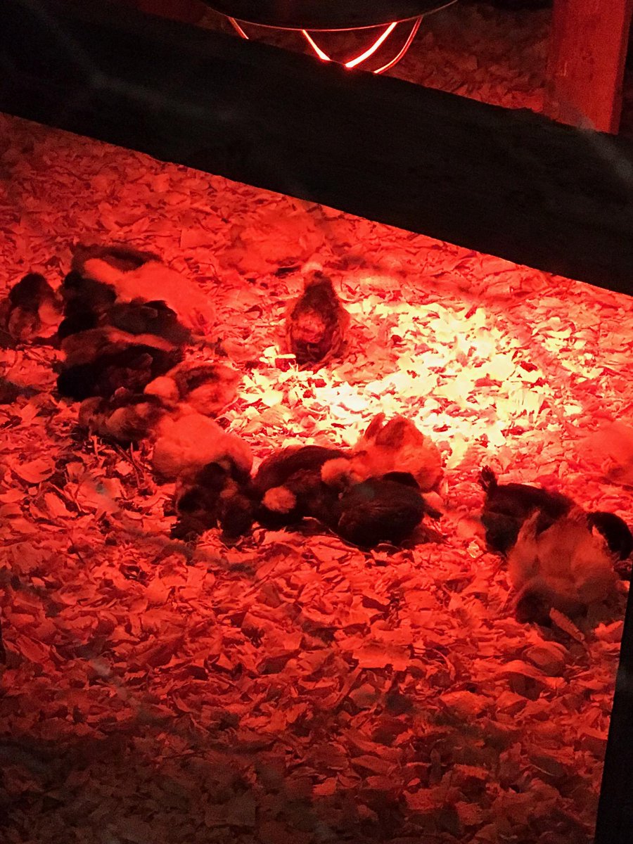 Our little graduates have left the nest and are starting their future lives on the farm. #firstgrade wishes then all the best. We will miss our feathered friends! <a href="/ScottHargrove4/">Scott Hargrove</a> <a href="/TCSPublic/">TullahomaCitySchools</a>