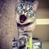 StephNilva's tweet photo. The Scratching #AddCatsToFilms https://t.co/VRMRRFUbKn