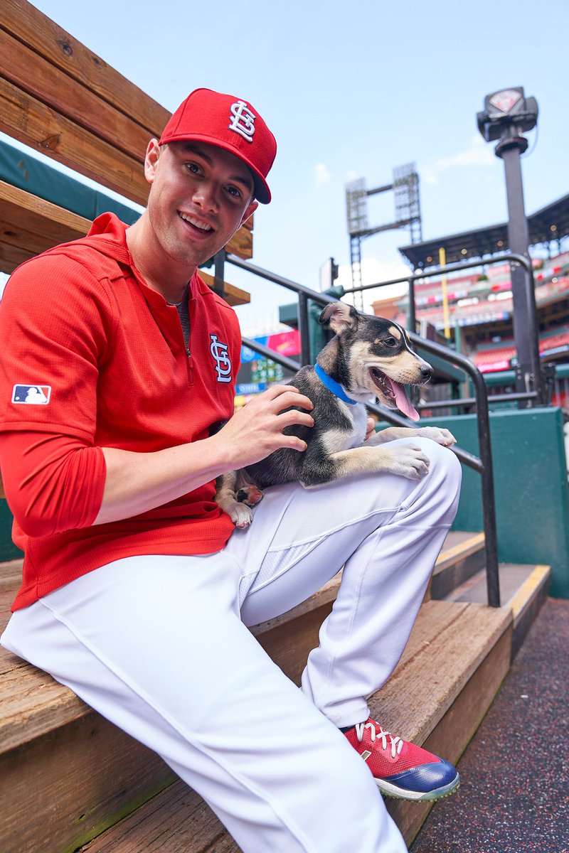 cute st louis cardinals shirts