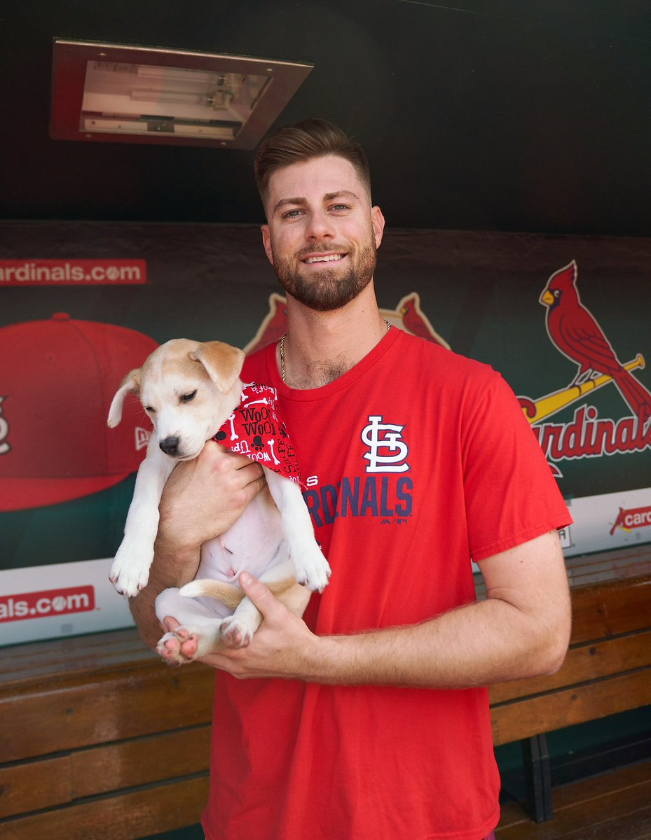 st louis cardinals dog shirt