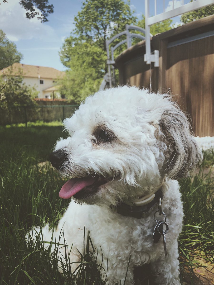 giannabianna's tweet photo. Look everyone look how mf cute Daisy is https://t.co/R4WgPDDNzo