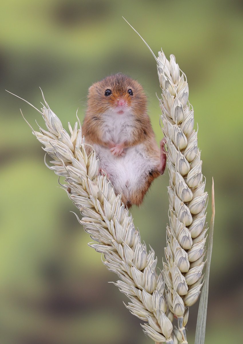 GeorgeLockwood5's tweet photo. Harvest mouse @littleowler87 https://t.co/2Uqv03R2gn