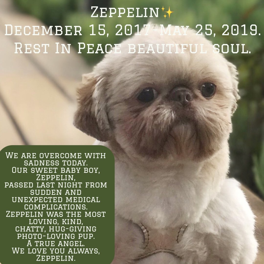 Zeppelin✨December 15, 2017-May 25, 2019. Rest In Peace beautiful soul. We are overcome with sadness today. Our sweet baby boy, Zeppelin, passed last night. He was the most loving, kind, chatty, hug-giving photo-loving pup. A true angel. We love you always, Zeppelin.