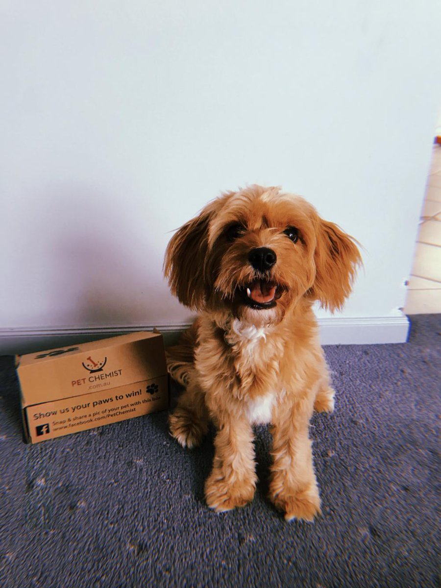 breerose0's tweet photo. PLEASE vote for my Grandads Cavoodle puppy! 
Click the link below and find this picture of Brandy and click submit! 
WE NEED 12 MORE VOTES!! RETWEET PLEASE!! 
https://t.co/LsEfFUQz7T https://t.co/sEmGkEJwnc