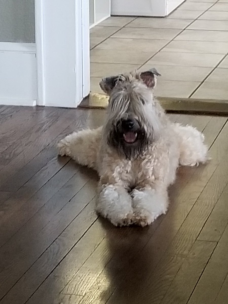 jhand's tweet photo. @DylanMcDermott Otis looks like a soft-coated wheaten terrier like my Poppi! Pure joy! https://t.co/lIIXkDEYuf