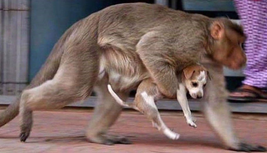 Cuando voy a la casa de alguien y tiene un perrito