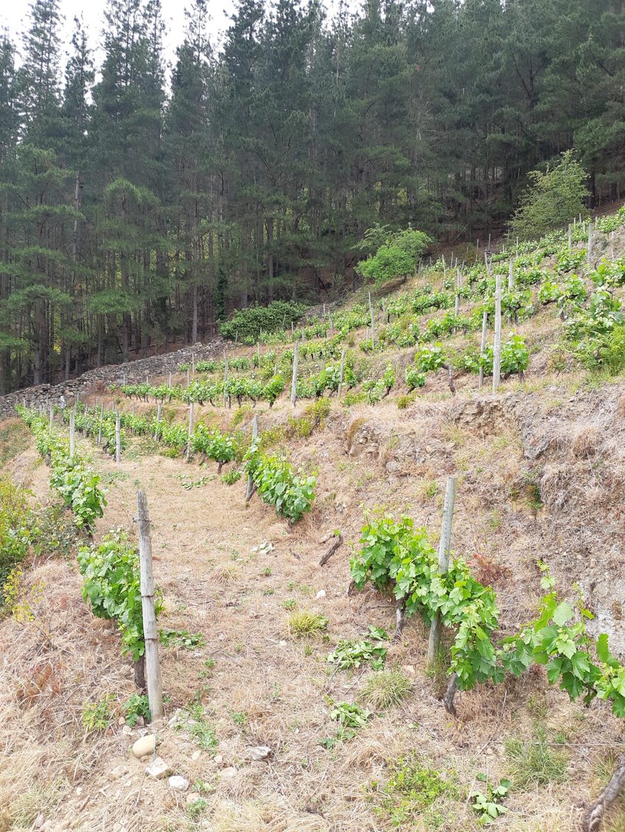 bodegacorias's tweet photo. Recuperando parcelas como esta viña de Tebongo, en Cangas del Narcea 💪🏽🍇 #dopcangas #tebongo #cangasdelnarcea #asturias #asturies #nofilter #viñedodemontaña #viticulturaheroica #viticolturaeroica #albarínblanco #albarínnegro #carrasquín #verdejonegro #winelovers🍷 https://t.co/cbxY4aBz9a