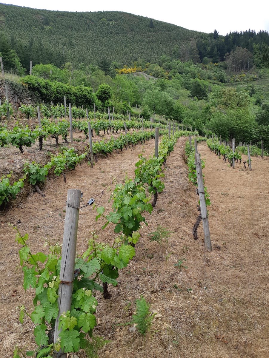 bodegacorias's tweet photo. Recuperando parcelas como esta viña de Tebongo, en Cangas del Narcea 💪🏽🍇 #dopcangas #tebongo #cangasdelnarcea #asturias #asturies #nofilter #viñedodemontaña #viticulturaheroica #viticolturaeroica #albarínblanco #albarínnegro #carrasquín #verdejonegro #winelovers🍷 https://t.co/cbxY4aBz9a