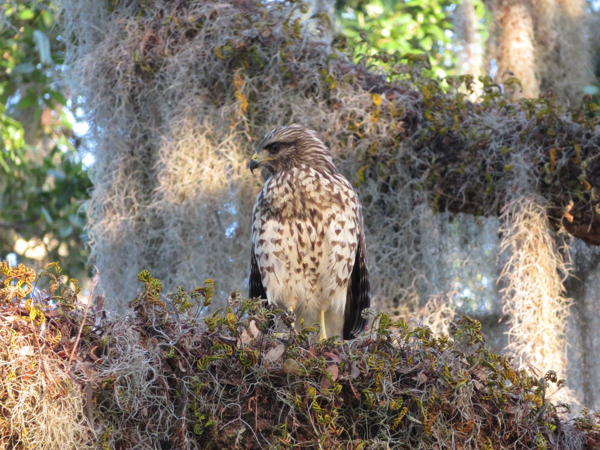 jenco918's tweet photo. I'm keeping an eye on you! #canonphotography #canonfavpic #floridaliving #hawks #raptorsoftwitter https://t.co/zRETPHdRbh