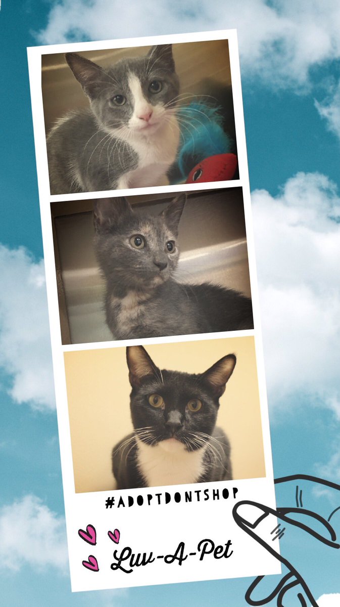 karena731's tweet photo. The only thing missing from this picture is YOU!
Get in the picture and adopt a foster cat.
@PetSmart @PetSmartChariTs #AdoptDontShop #cats #CatsOnTwitter #Rescuecats #RoyalPalmBeach #LuvAPet https://t.co/Fio0ZriX9L