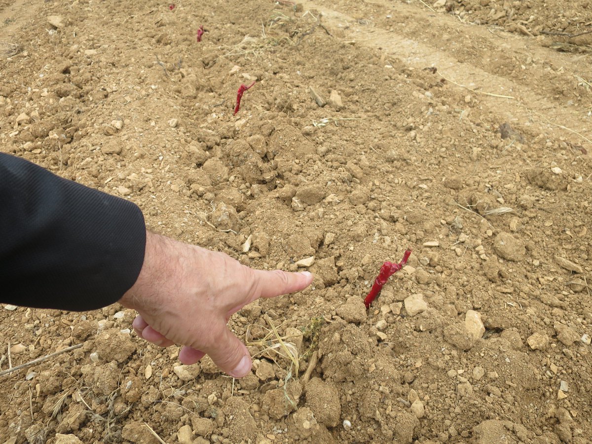 JMCambaceres's tweet photo. Le #GFAmasMathieu a planté une nouvelle parcelle à #Gailhan (Gard). Cela fera un bel ensemble avec les 2 autres à côté. C'est du cépage #RoussaneBlanc pour @AOPLanguedoc. Tout est en #bio dès la plantation, comme le reste de la propriété depuis un an. Les #coquelicots reviennent. https://t.co/DRtoQcpYW4