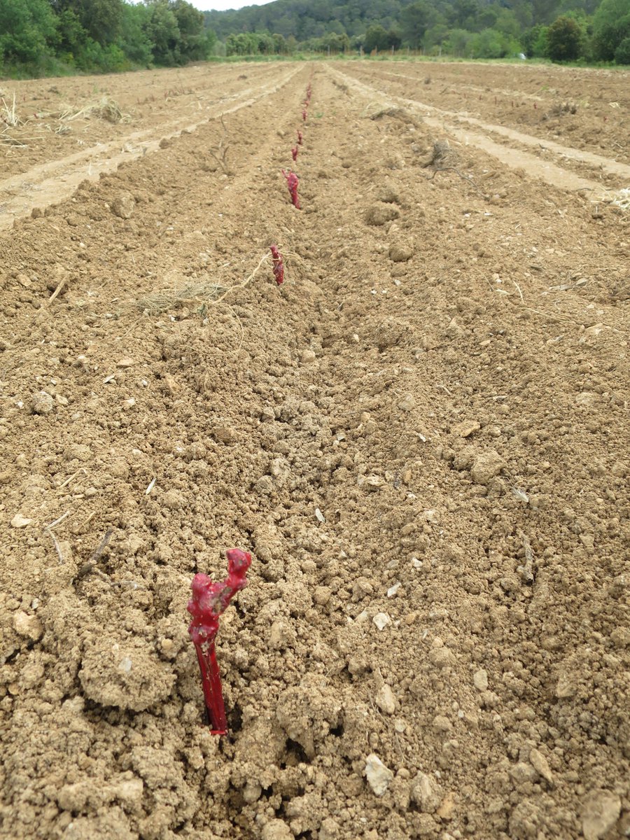 JMCambaceres's tweet photo. Le #GFAmasMathieu a planté une nouvelle parcelle à #Gailhan (Gard). Cela fera un bel ensemble avec les 2 autres à côté. C'est du cépage #RoussaneBlanc pour @AOPLanguedoc. Tout est en #bio dès la plantation, comme le reste de la propriété depuis un an. Les #coquelicots reviennent. https://t.co/DRtoQcpYW4