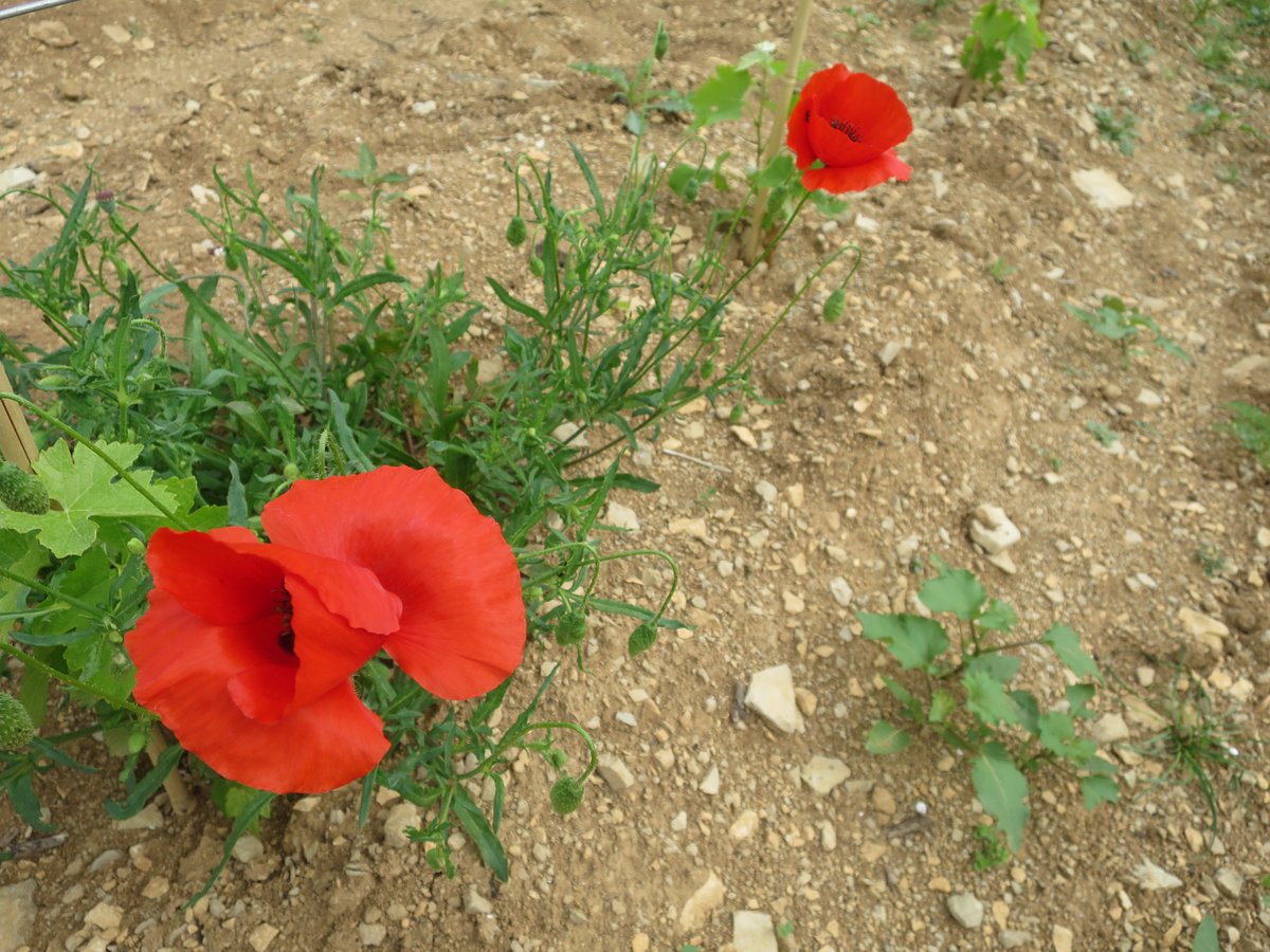 JMCambaceres's tweet photo. Le #GFAmasMathieu a planté une nouvelle parcelle à #Gailhan (Gard). Cela fera un bel ensemble avec les 2 autres à côté. C'est du cépage #RoussaneBlanc pour @AOPLanguedoc. Tout est en #bio dès la plantation, comme le reste de la propriété depuis un an. Les #coquelicots reviennent. https://t.co/DRtoQcpYW4