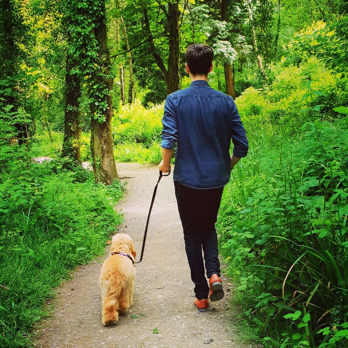 PawsSwansea's tweet photo. We've had an #amazing day walking Flo at @Penllergare today! We couldn't #love our #job anymore than we do!

If you're looking for a #dogwalker or #petsitter call us on 07903618508 🐕

#swansea #southwales #animalcare #dogs #cats #horses #gower #localbusiness #swanseacity https://t.co/Dh5u4bImt1