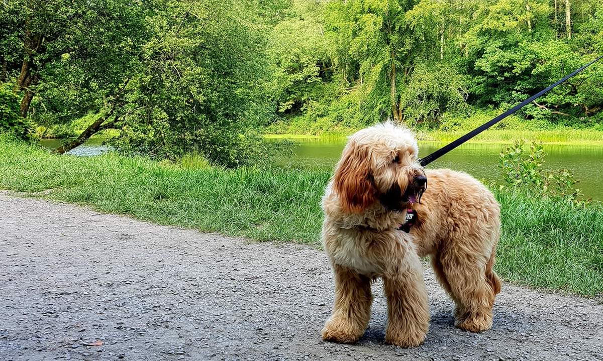 We've had an #amazing day walking Flo at <a href="/Penllergare/">Penllergare</a> today! We couldn't #love our #job anymore than we do!

If you're looking for a #dogwalker or #petsitter call us on 07903618508 🐕

#swansea #southwales #animalcare #dogs #cats #horses #gower #localbusiness #swanseacity