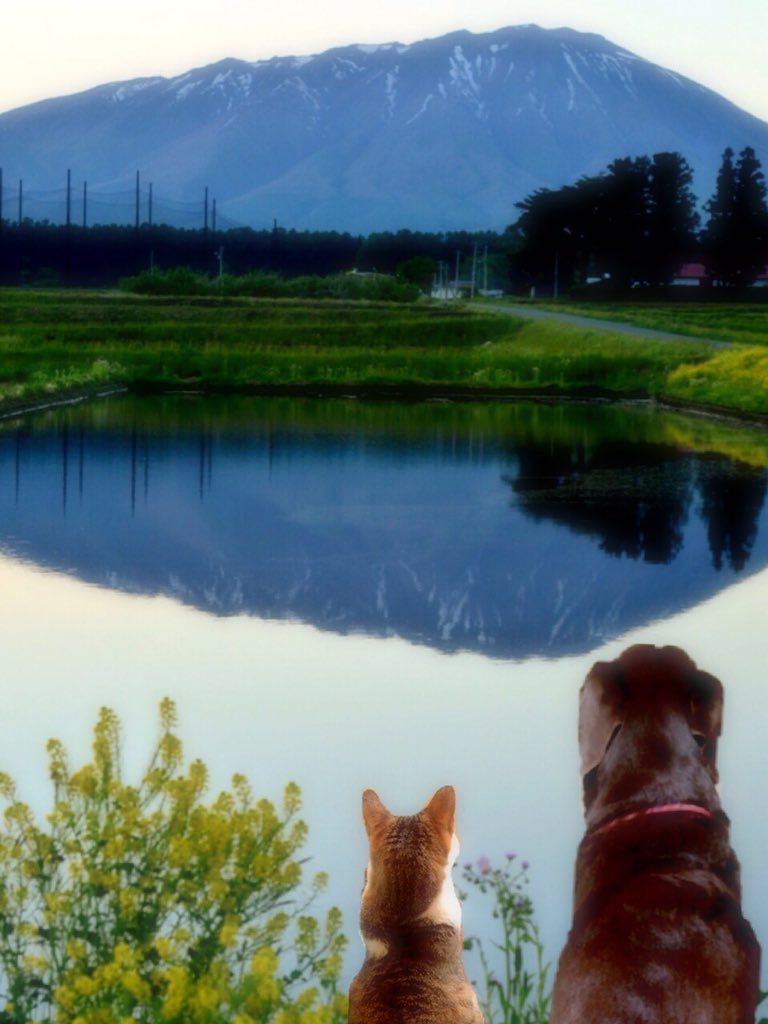 kaspengelgoog's tweet photo. アキレス君
『キレイな景色だワン🐕』
クッポちゃん
『本当だ、キレイだニャン🐈』
(=ﾟωﾟ)ﾉ〜〜

ツチ店長 別垢 クッポちゃん（@7_b62 ）

写真📷 doremisoさん
（@hHefAF1Nlx9A9Wc）

 #アキレス君 #クッポちゃん #景色 https://t.co/JgSqMTPiTG