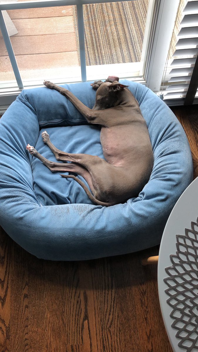 Hi Pals! I’ve just been so busy today. Do I have bags under my eyes from being in my bed all day? #IggyLife <a href="/RemydogIG/">Mr. Maddox McClain</a> <a href="/DaisyTheGrey/">TwirlyTwyla 🌪</a> <a href="/Emmett_dog/">Ike 🐾</a> <a href="/Grandma_Bobbins/">Grandma Bobbins</a> @GreyhoundMickey <a href="/3phibotticelli/">Sassy& Angels Sadie & Phi</a> <a href="/willowwhippet1/">willow whippet</a> <a href="/antoniabv/">Antonia</a> @HollyBobsHound <a href="/mandy1965/">Mandy Lopez</a> <a href="/DelilahsMama3/">🏖Janet Cross🐶💛💙</a> <a href="/jdpoohbear/">Jill F n my 3 pups🇺🇸🇺🇦</a>