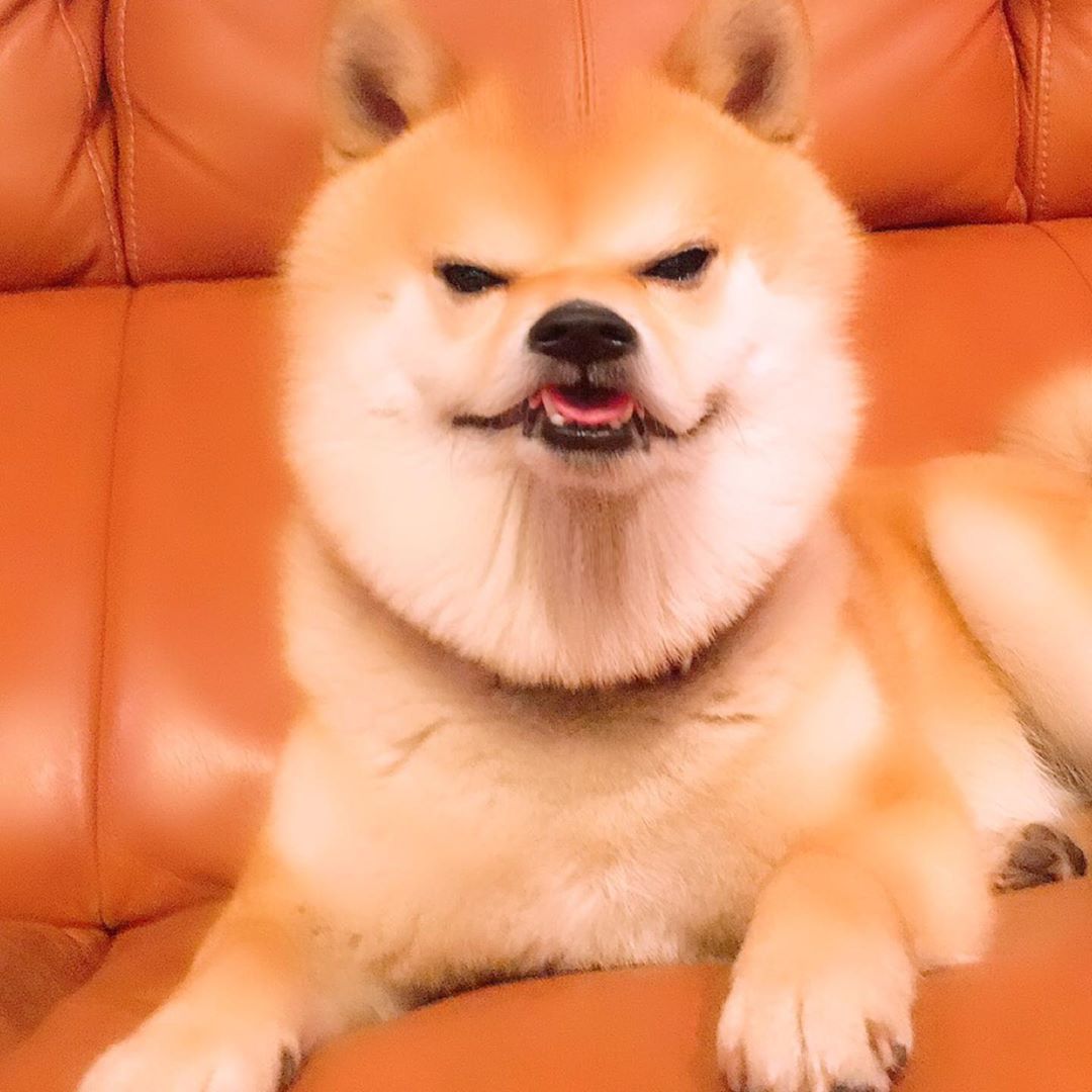 Why are you laughing hooman

By <a href="/mamechiyo728/">豆柴 豆千代くん  mamechiyo</a>