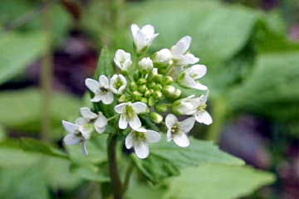 すべての美しい花の画像 新鮮な5 月 26 日 誕生 花