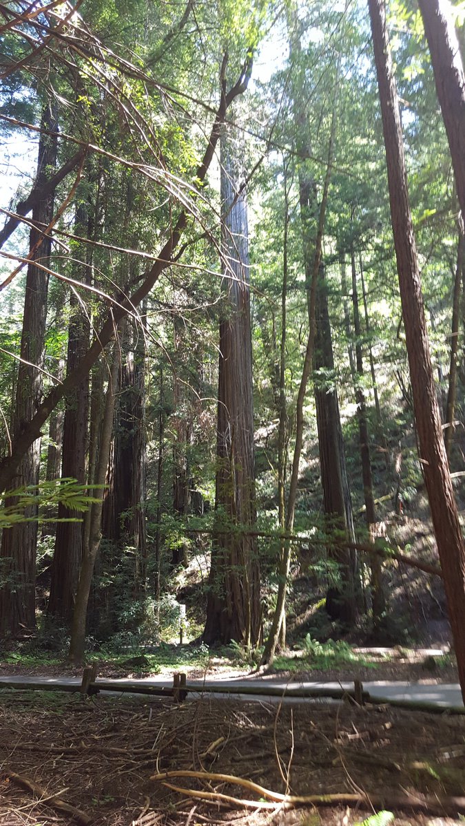 LeeLeercwi's tweet photo. Hicking the Red Wood Forest. #forest russian river valley https://t.co/fqQQ0W1SG7