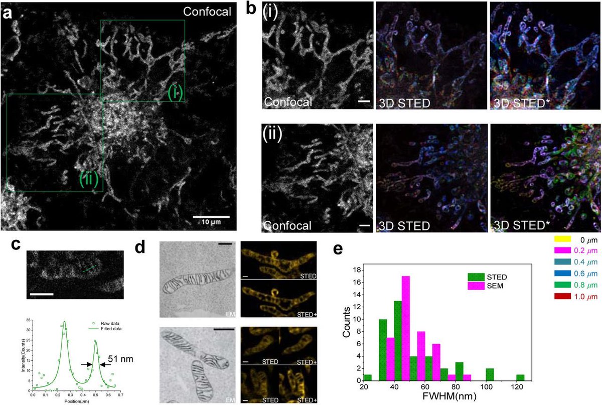 Check out the beautiful super resolution images and videos of mitochrondria!  Our new dye MitoESq-635 for live cell STED imaging of mitochondria cristae  dynamics.