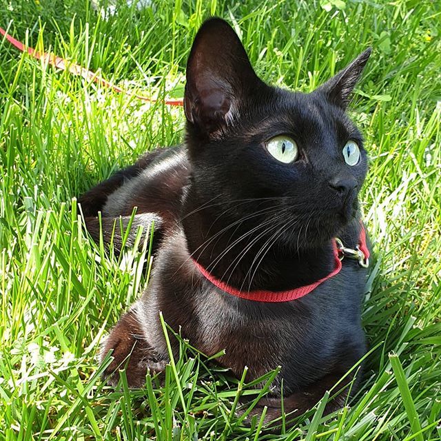 cat_shuri's tweet photo. I love week ends. Happy #caturday
.
.
.
#greeneyes #matchingcolors #blackcatsofinstagram #blackcat #adorablecat #adorablecatsofinstagram #cutecats #cutecatclub #cutenessoverload #curiouscat #blackcatlove #blackcatsclub #blackcatsonly #blackcatlover #blackcatcrew #blackcatapp… https://t.co/Sp6QqPyaPN