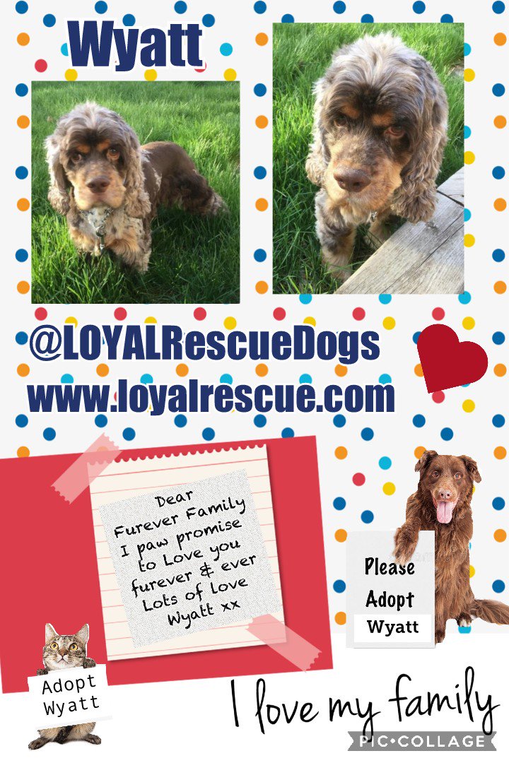 Millie🐾🌈Moose🐾🌈#OneForAllAndAllForMillie🐾 (@millieotlfp) on Twitter photo I'm hopin Wyatt can find a furever home 2 put his paws up
A forever home with his own human to show him love & kindness, with treats & toys & a comfy sofa to snuggle on
Please RT to help him find one #OTLFP #Toronto #Ontario #Canada <a href="/LOYALRescueDogs/">LOYAL Rescue</a> loyalrescue.com I'm hopin Wyatt can find a furever home 2 put his paws up
A forever home with his own human to show him love & kindness, with treats & toys & a comfy sofa to snuggle on
Please RT to help him find one #OTLFP #Toronto #Ontario #Canada <a href="/LOYALRescueDogs/">LOYAL Rescue</a> loyalrescue.com