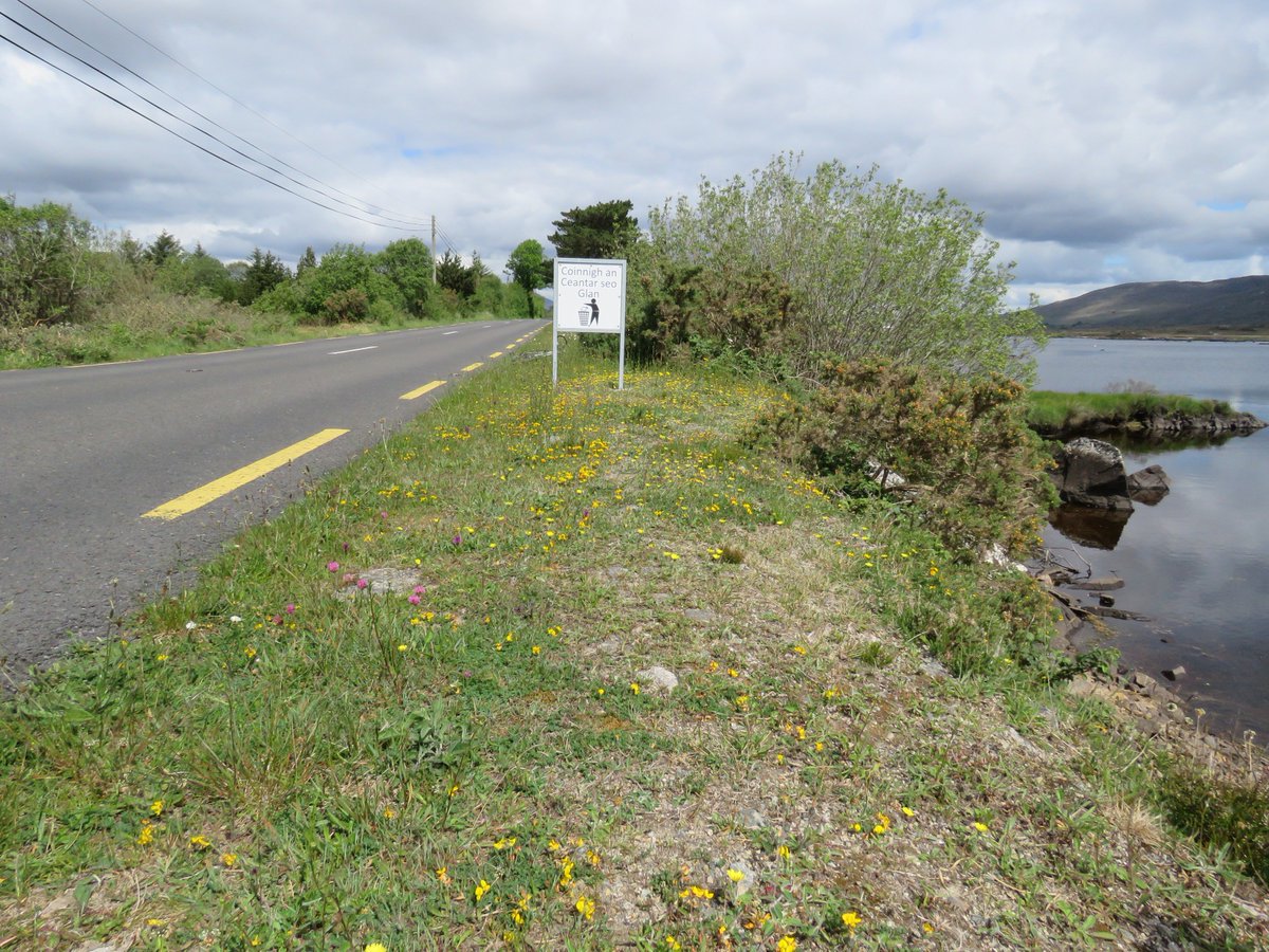 donnarainey4's tweet image. 1/2This absolutely gorgeous #verge was on a cycle route from Maam cross 2 Oughterard this week. Mouse ear hawkweed, Marsh orchids, Bird's foot trefoil,Ox eye daisy &amp;amp; Knapweed coming up. Nothing could have been more beautiful @CavendishLucy @farmerhudson @markswalking @GalwayCoCo