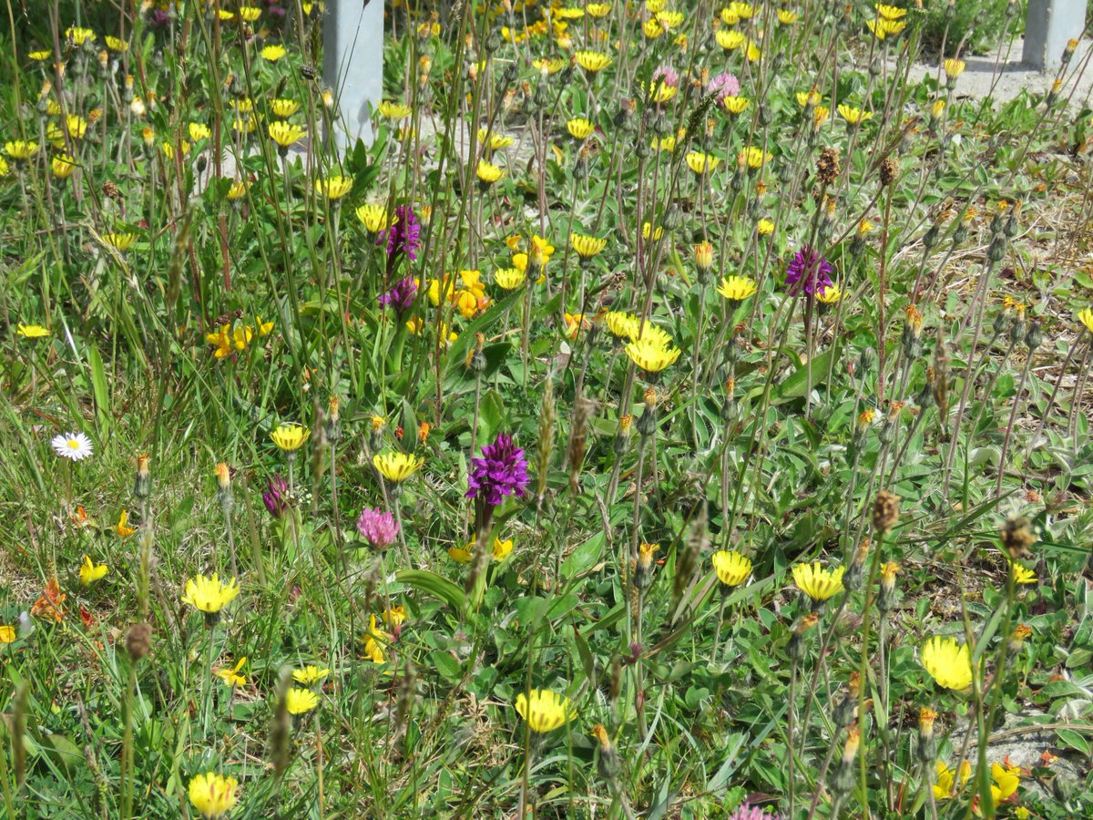donnarainey4's tweet image. 1/2This absolutely gorgeous #verge was on a cycle route from Maam cross 2 Oughterard this week. Mouse ear hawkweed, Marsh orchids, Bird's foot trefoil,Ox eye daisy &amp;amp; Knapweed coming up. Nothing could have been more beautiful @CavendishLucy @farmerhudson @markswalking @GalwayCoCo
