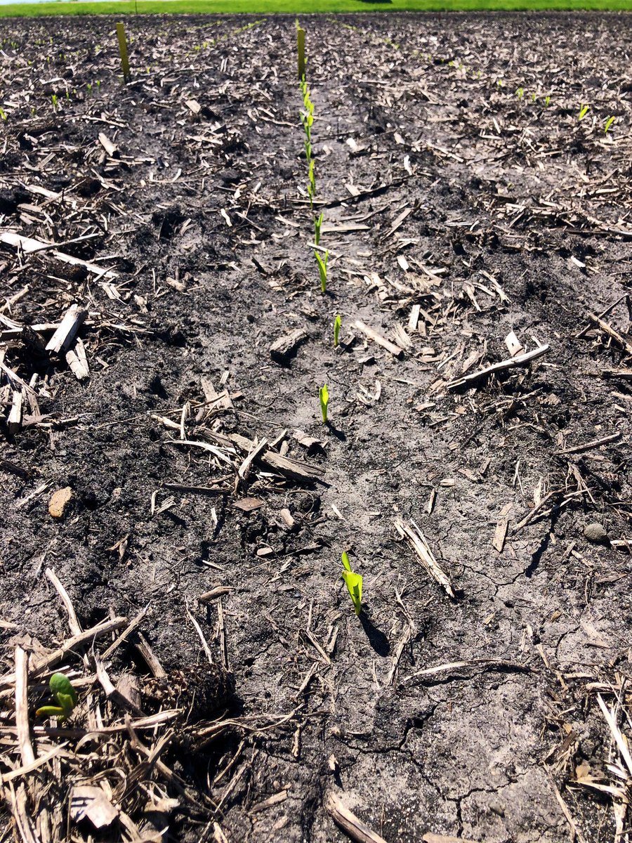 Dale McMullen tweet media