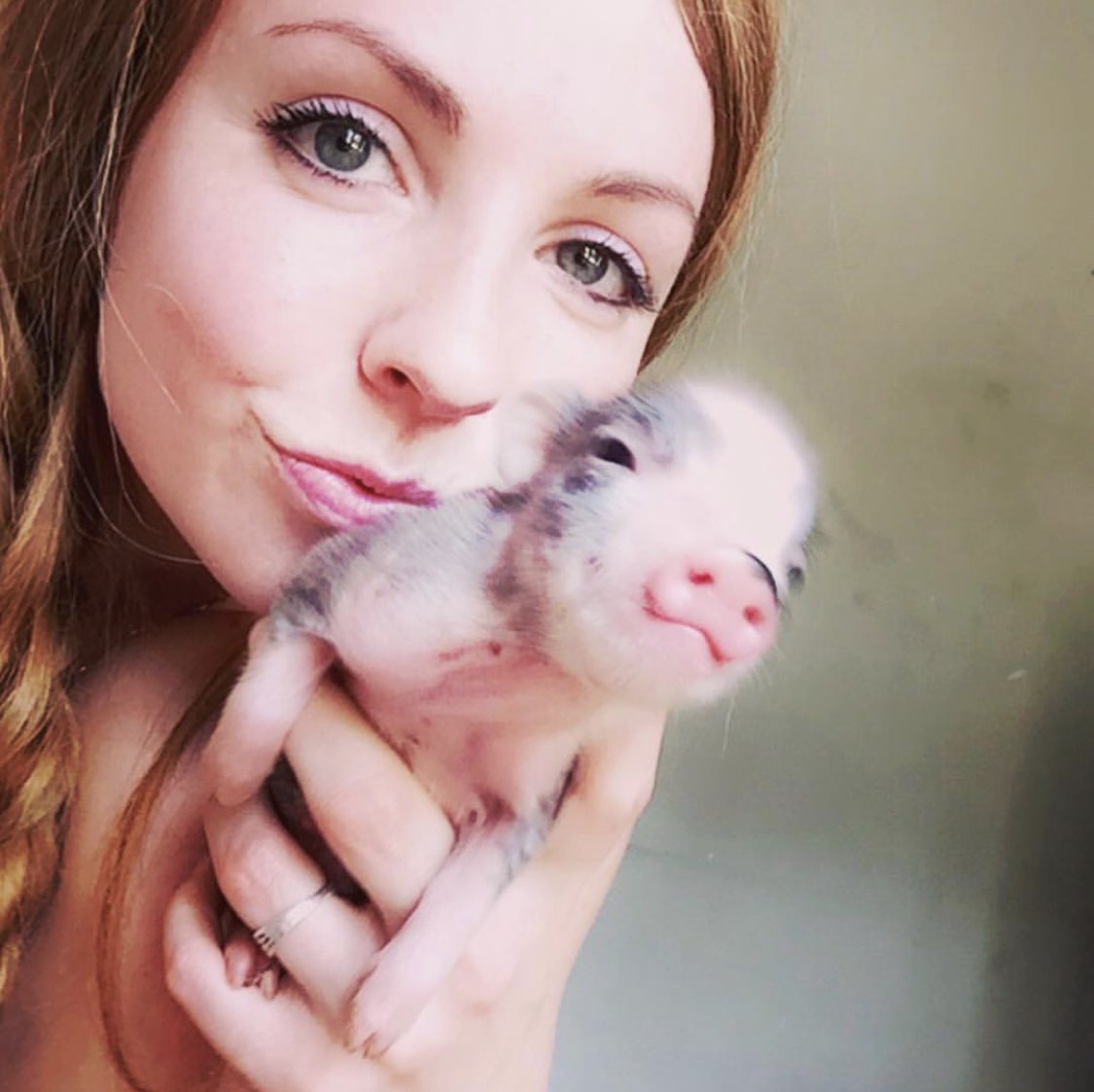 Oinkspiggery's tweet photo. We were mistaken, piglets will be here in June, not May! But it’s getting close! Don’t forget to subscribe to our newsletter or ask to be added to our callback list if you’re interested in buying a piggy or visiting the farm for a fun yet educational piggy session! #minipigs https://t.co/oYtWxQ2Sen