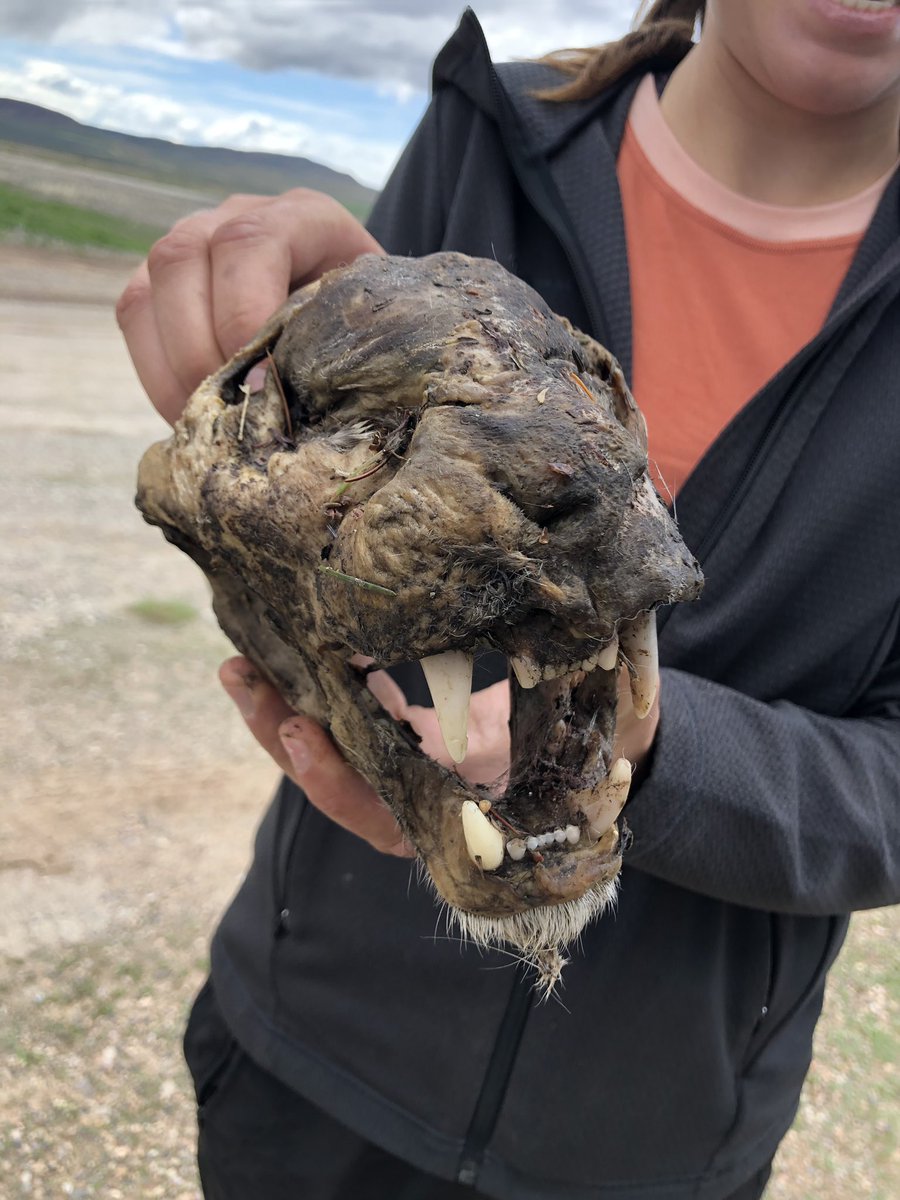juanecamacho's tweet photo. We found a sweet mountain lion mummy today! https://t.co/kk5b0xFP4M
