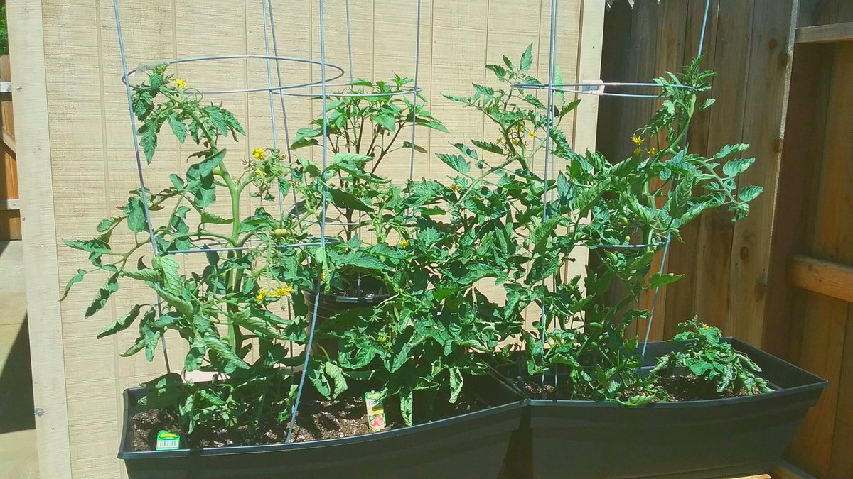 plantsalsobread's tweet image. lil dougs