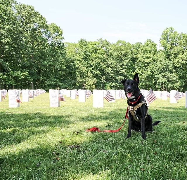 semperk9's tweet photo. Tink, Wolfe, and members of Team Semper K9 assisted the Combat Veterans of American MC with putting flags out at Quantico National Cemetery today. #memorialday #rememberthefallen #flagsout #quanticonationalcemetery #veteranshelpingveterans #servicedogs4v… https://t.co/HPWdIuyyCL https://t.co/elV8UPcpsm