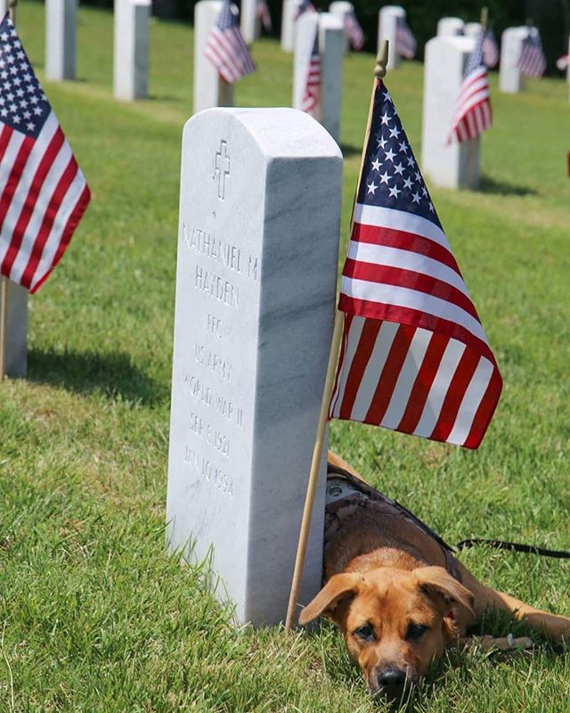 semperk9's tweet photo. Tink, Wolfe, and members of Team Semper K9 assisted the Combat Veterans of American MC with putting flags out at Quantico National Cemetery today. #memorialday #rememberthefallen #flagsout #quanticonationalcemetery #veteranshelpingveterans #servicedogs4v… https://t.co/AC5e4OVpJV https://t.co/iJcGyZgduC