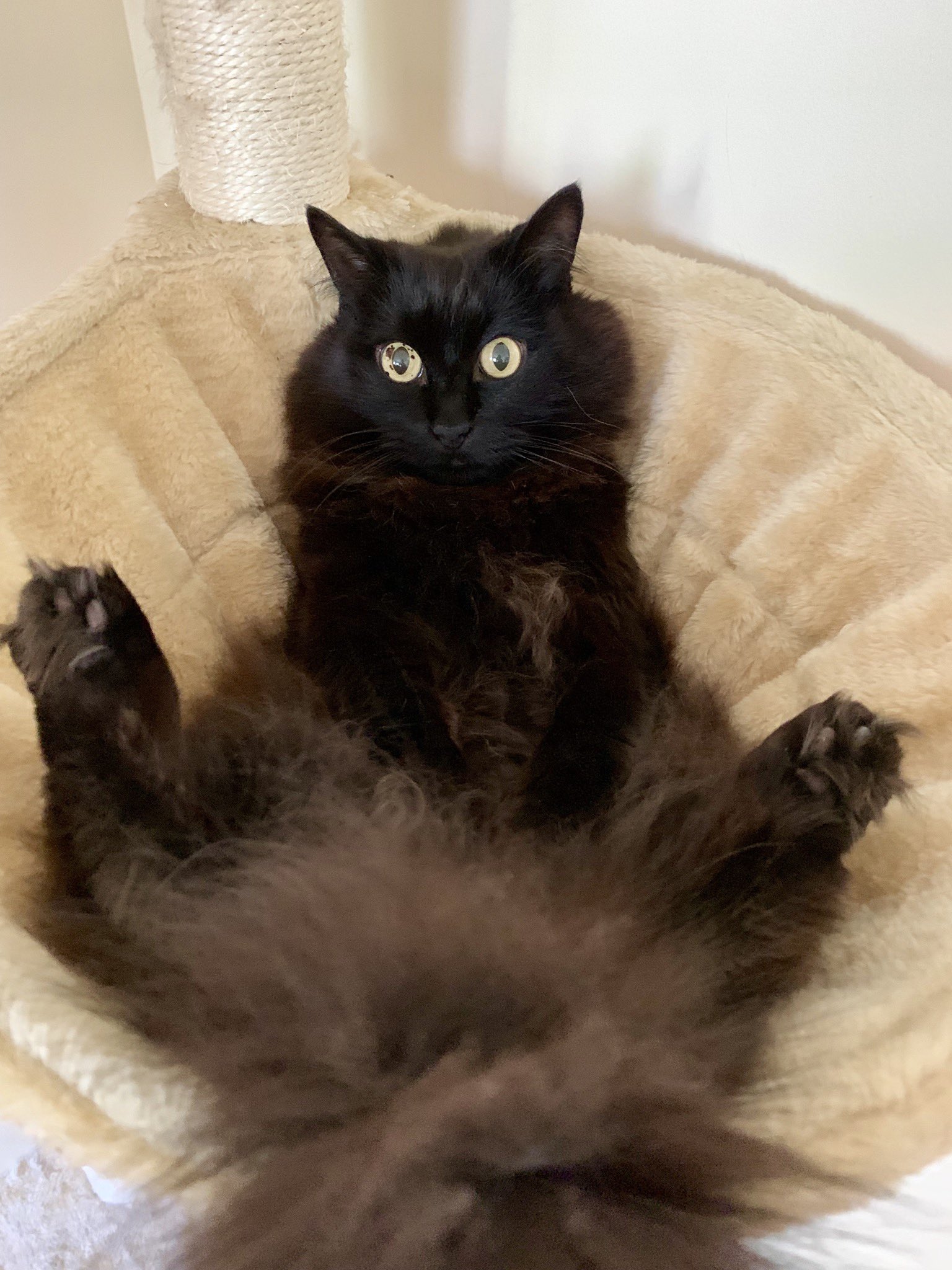 しんコロ しゃべるねこ しおちゃん