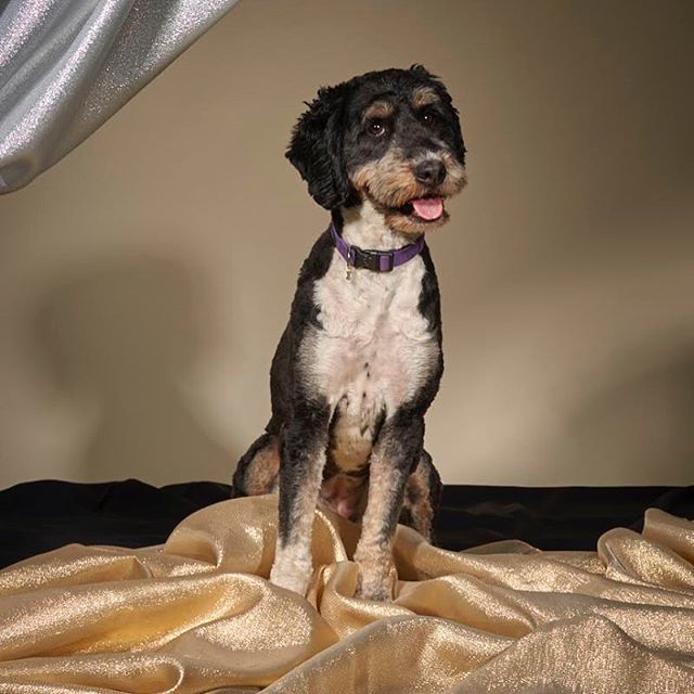 bella_velo's tweet photo. It’s a miracle! Barkley managed to stay still long enough for the amazing @mapledipped captured her best side. Goofball
Thanks to @gethoundr! Excited to head back to pet friendly @stacktmarket this summer.
#mapledipped #hollywoodfurever #discoverstackt… https://t.co/kY3e5eWrd2 https://t.co/j6z0eozmYR