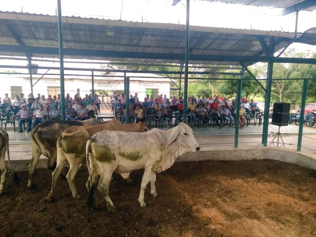 SubastarCo's tweet photo. #Hoy (25 de mayo) durante la subasta de #SUBASTARSanPedro brindamos una provechosa charla sobre control de malezas. También hablamos de selección de un buen reproductor con presencia de toros puros #Brahman gris👌
#SubastarEduca #SubastarSA https://t.co/qI0tvBKQxr