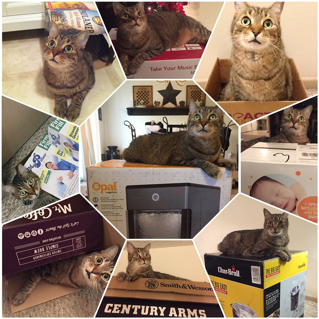 LRobinsonWagner's tweet photo. @Wolfiesmom @meowbox My little #FurCreature, Garrett, and his many boxes. #Caturday https://t.co/FEkxHFDfFg